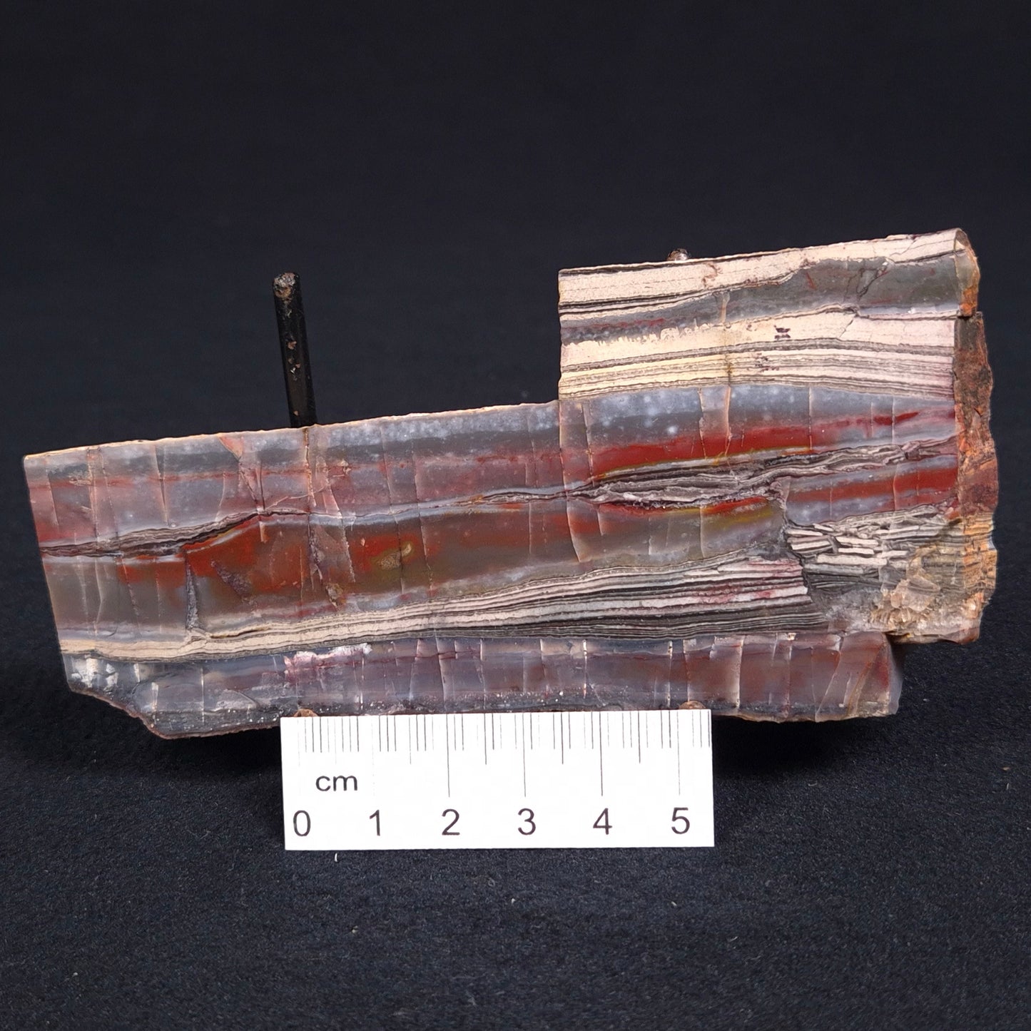 STROMATOLITE, Jerrinah Formation, Proterozoic, Australia ZJF017