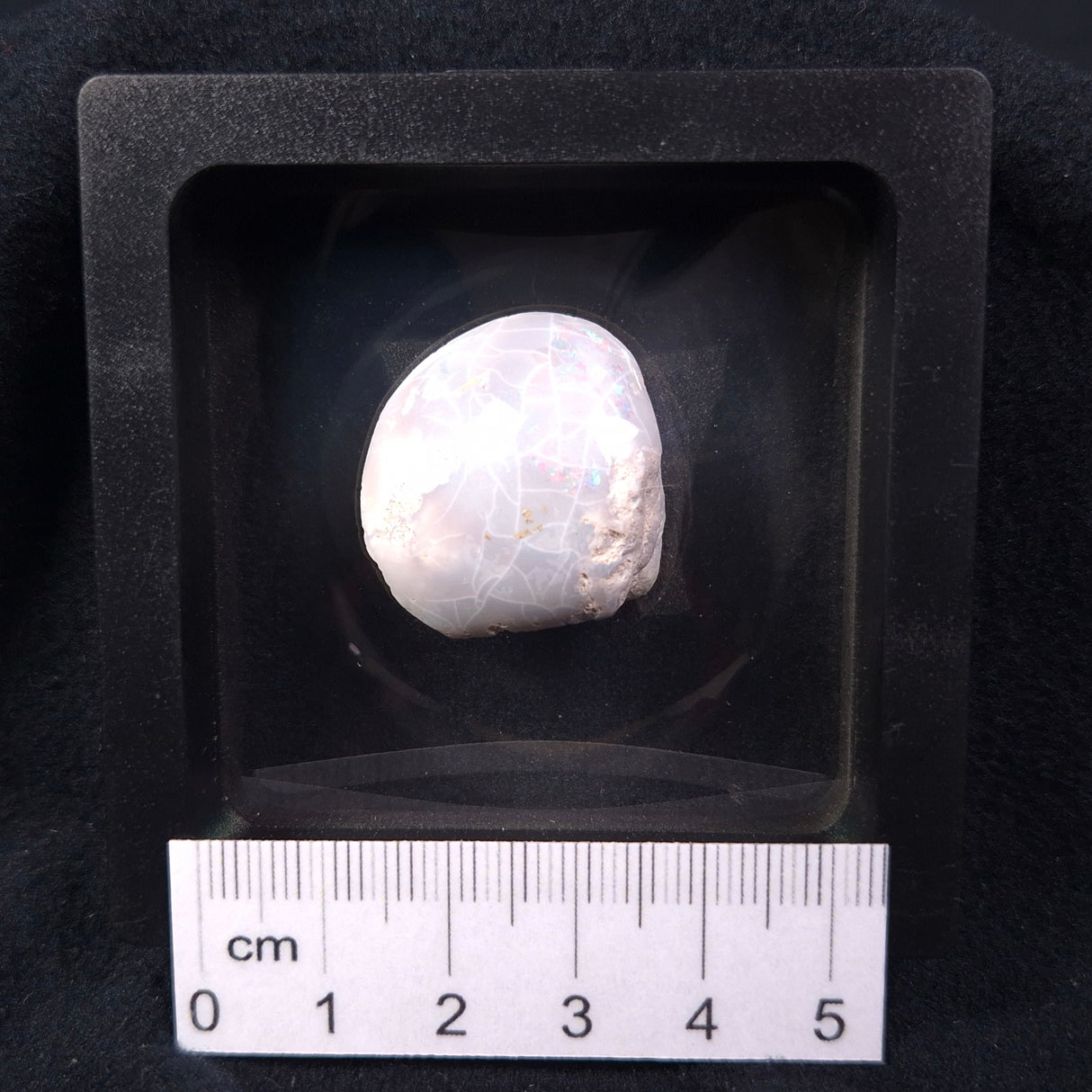 OPAL SHELL CYRENOPSIS sp. Cretaceous, Australia YOS001