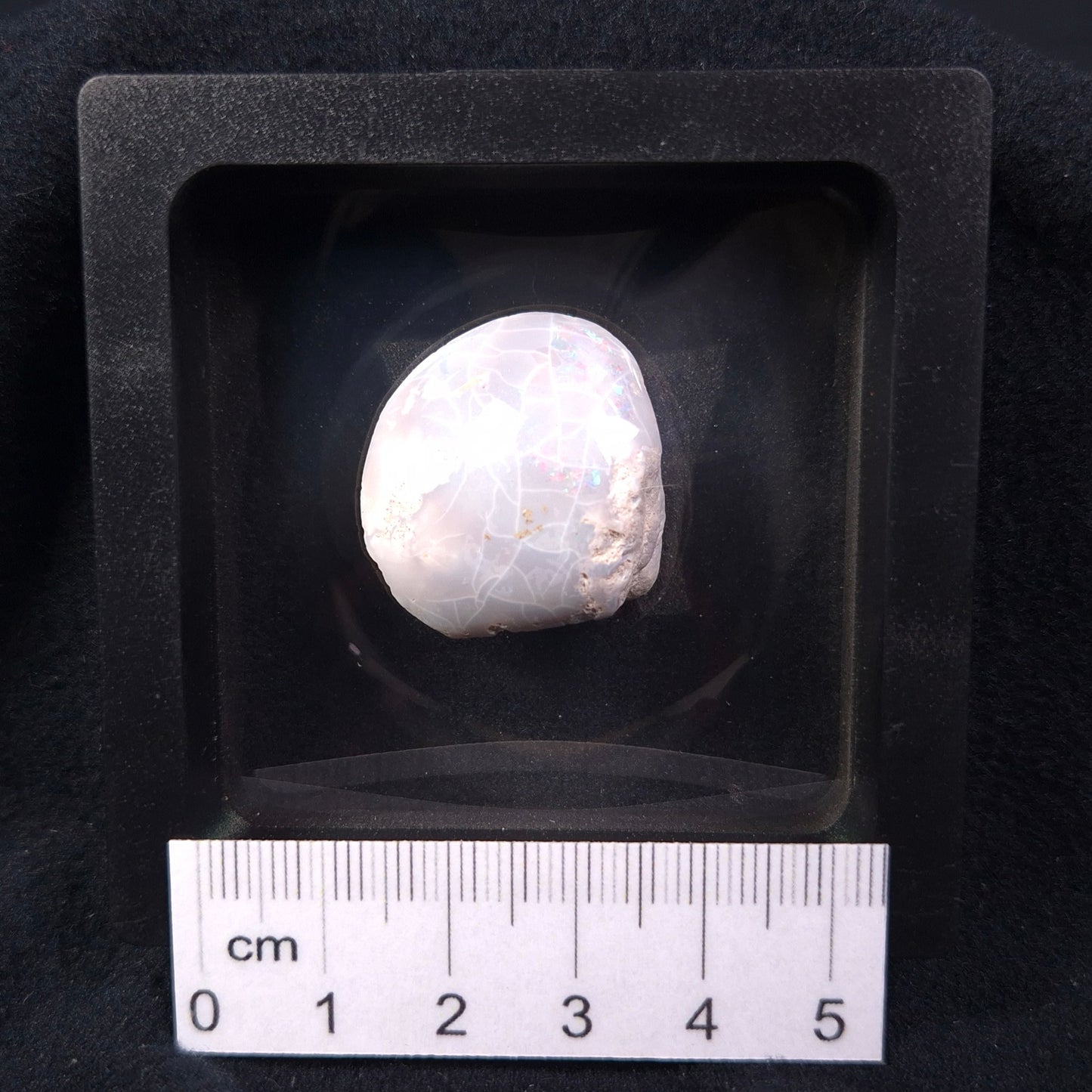 OPAL SHELL CYRENOPSIS sp. Cretaceous, Australia YOS001