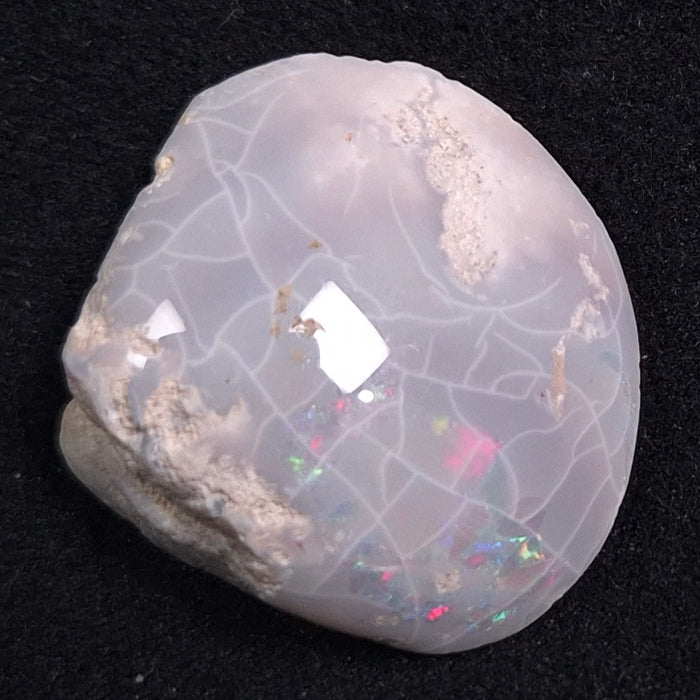OPAL SHELL CYRENOPSIS sp. Cretaceous, Australia YOS001