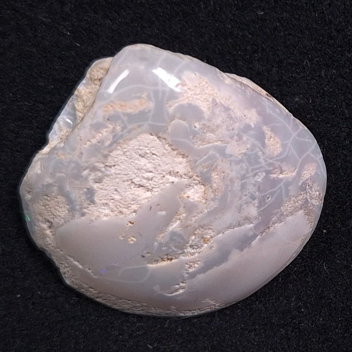 OPAL SHELL CYRENOPSIS sp. Cretaceous, Australia YOS001