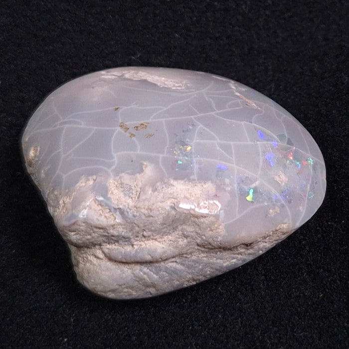 OPAL SHELL CYRENOPSIS sp. Cretaceous, Australia YOS001