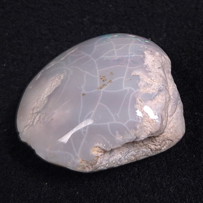 OPAL SHELL CYRENOPSIS sp. Cretaceous, Australia YOS001