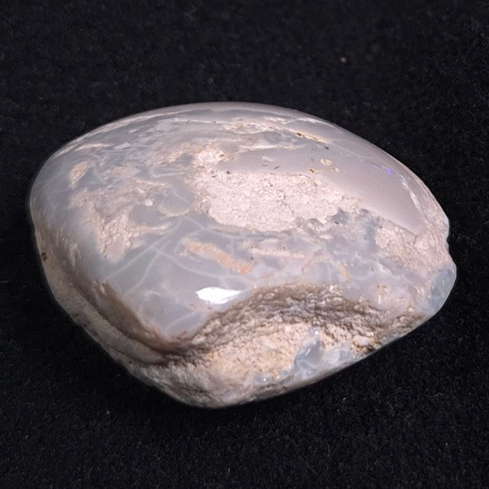 OPAL SHELL CYRENOPSIS sp. Cretaceous, Australia YOS001