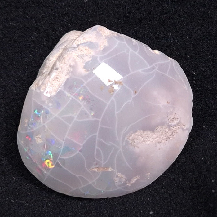 OPAL SHELL CYRENOPSIS sp. Cretaceous, Australia YOS001