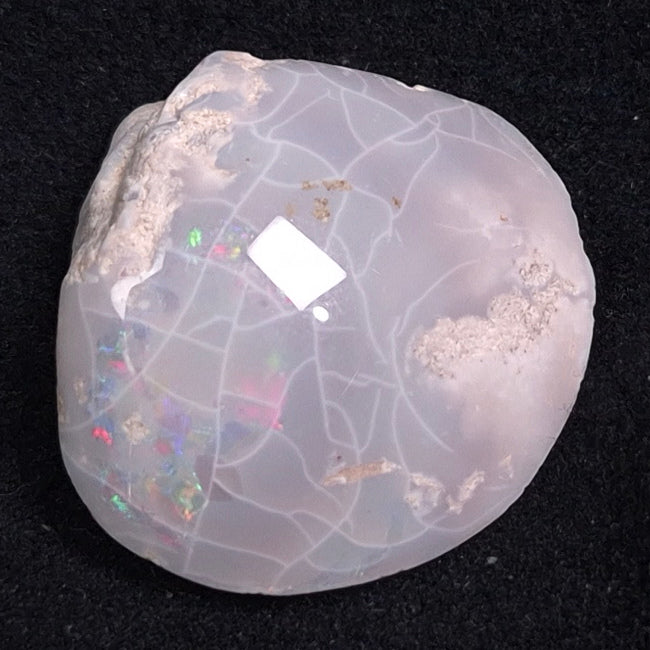 OPAL SHELL CYRENOPSIS sp. Cretaceous, Australia YOS001