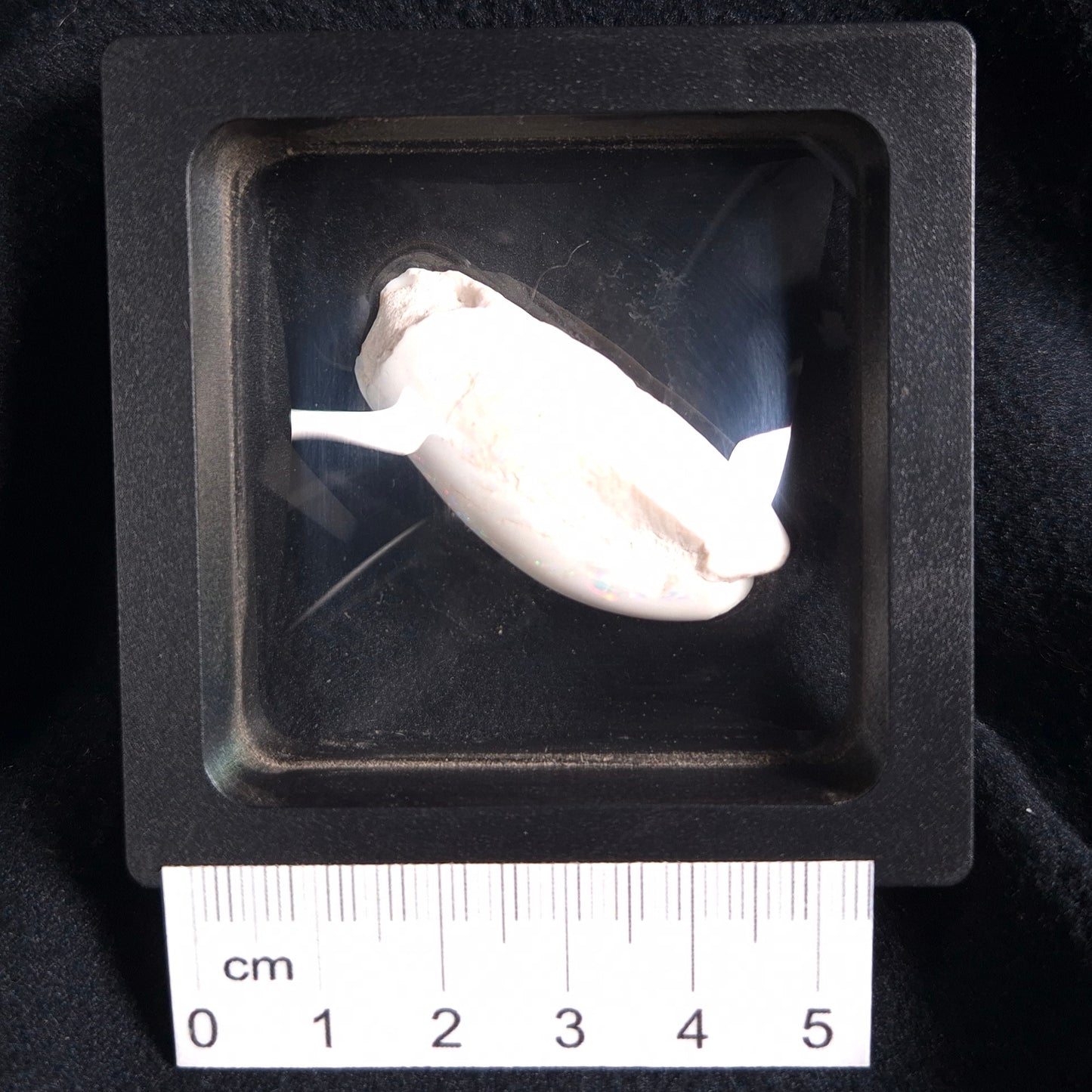 OPAL SHELL EYRENA sp. Cretaceous, Australia YOS002