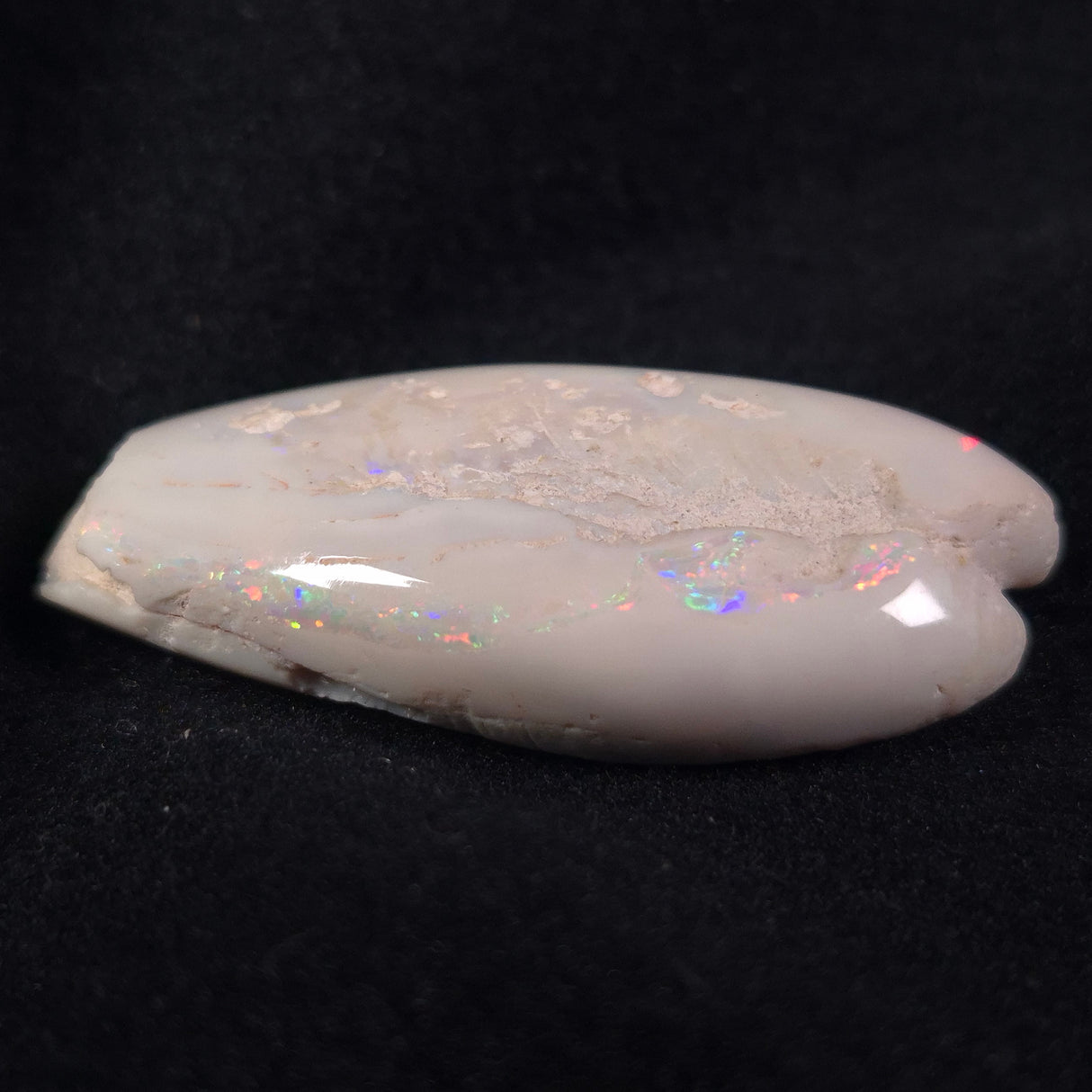 OPAL SHELL EYRENA sp. Cretaceous, Australia YOS002