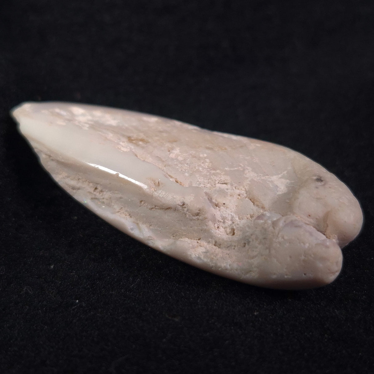 OPAL SHELL EYRENA sp. Cretaceous, Australia YOS002