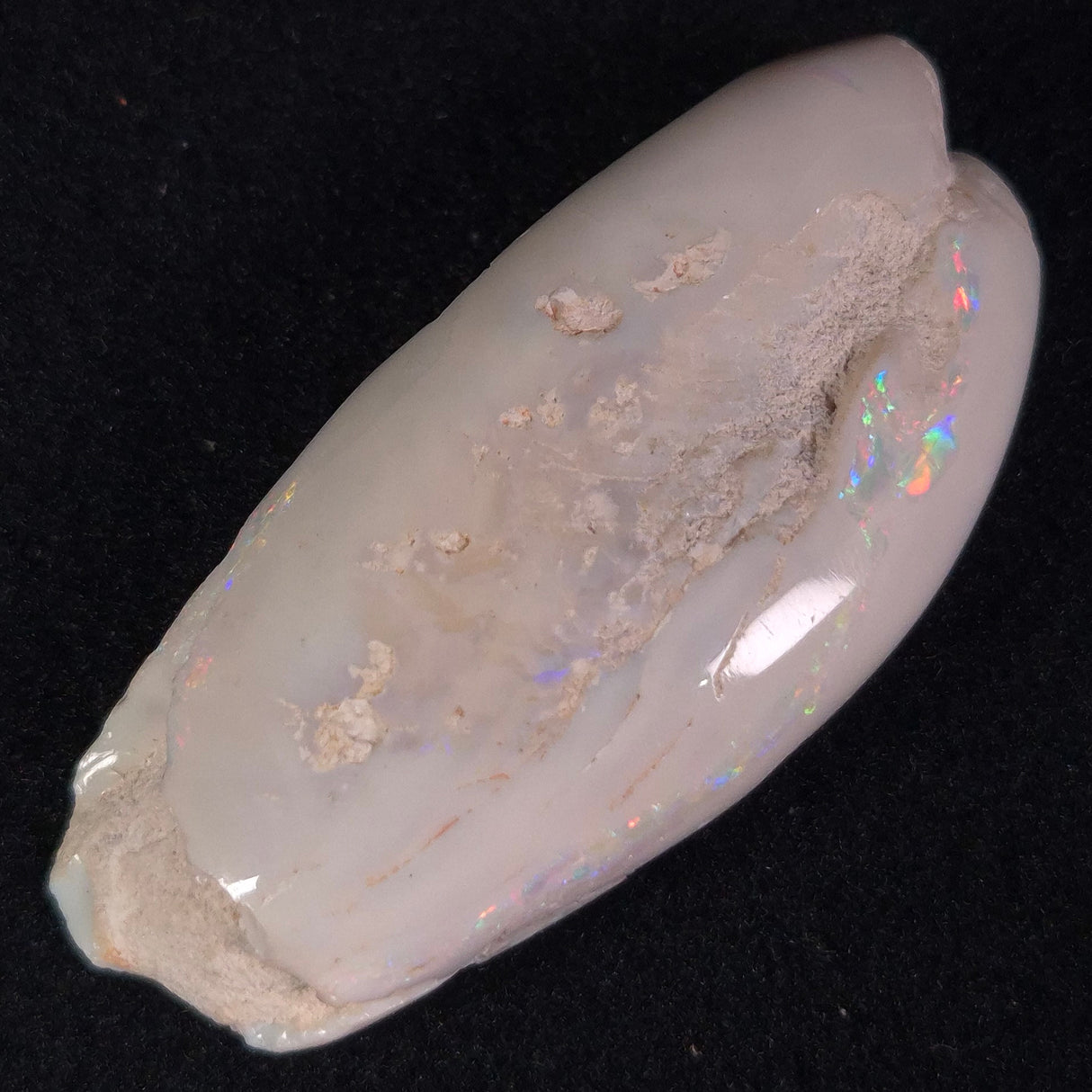 OPAL SHELL EYRENA sp. Cretaceous, Australia YOS002