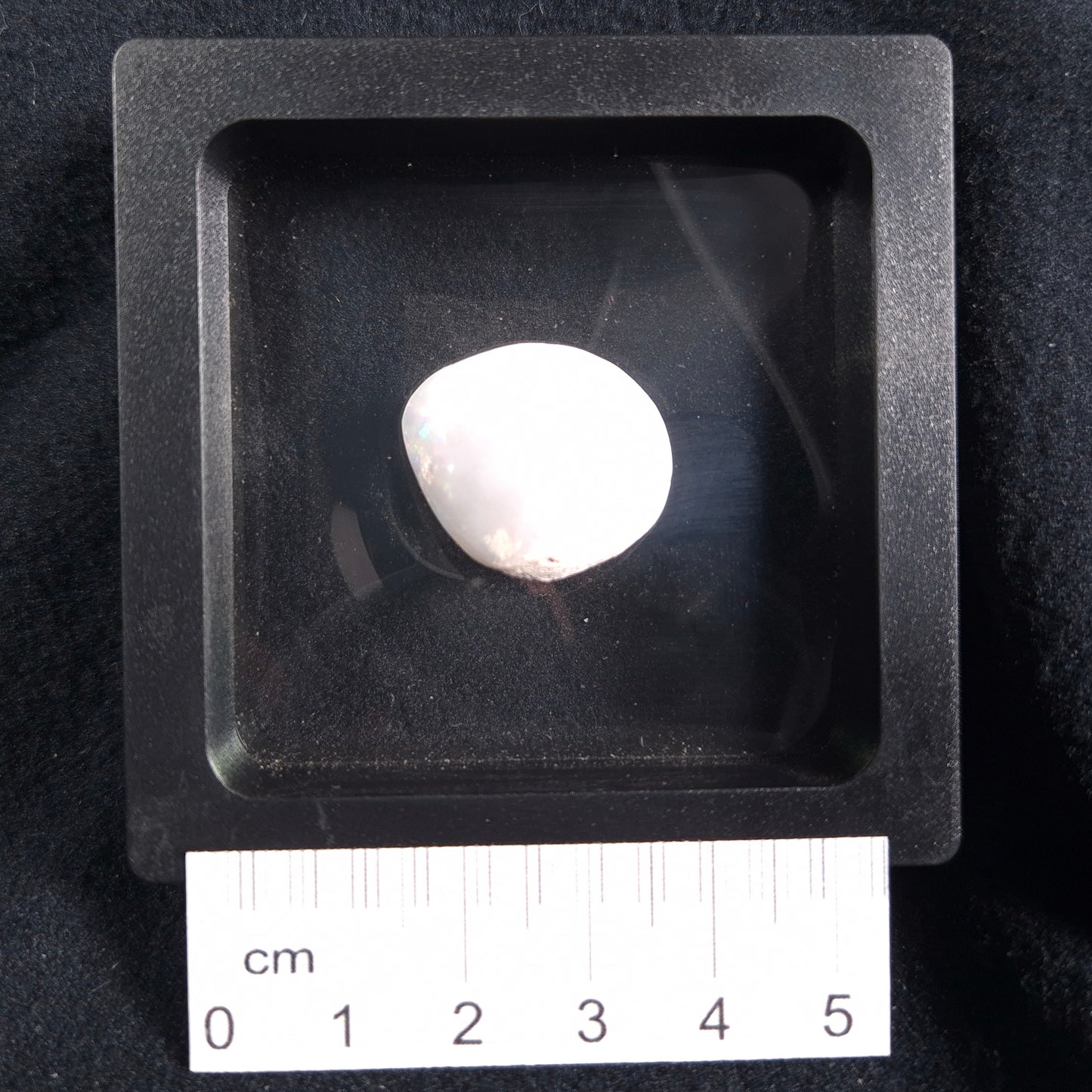 OPAL SHELL CYRENOPSIS sp. Cretaceous, Australia YOS003