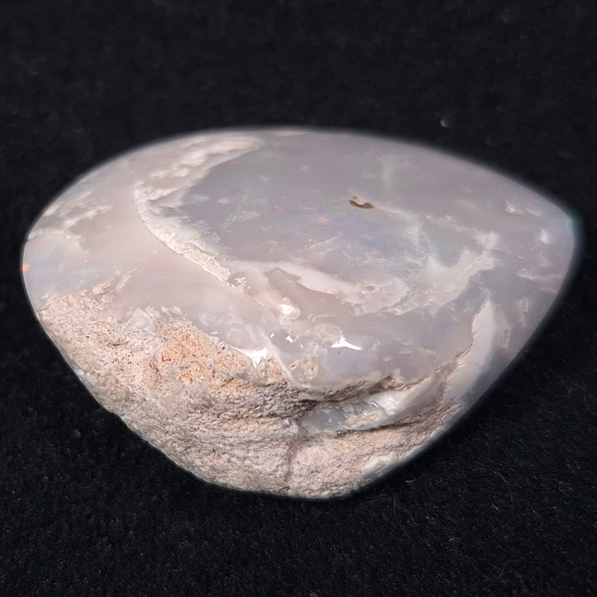 OPAL SHELL CYRENOPSIS sp. Cretaceous, Australia YOS003