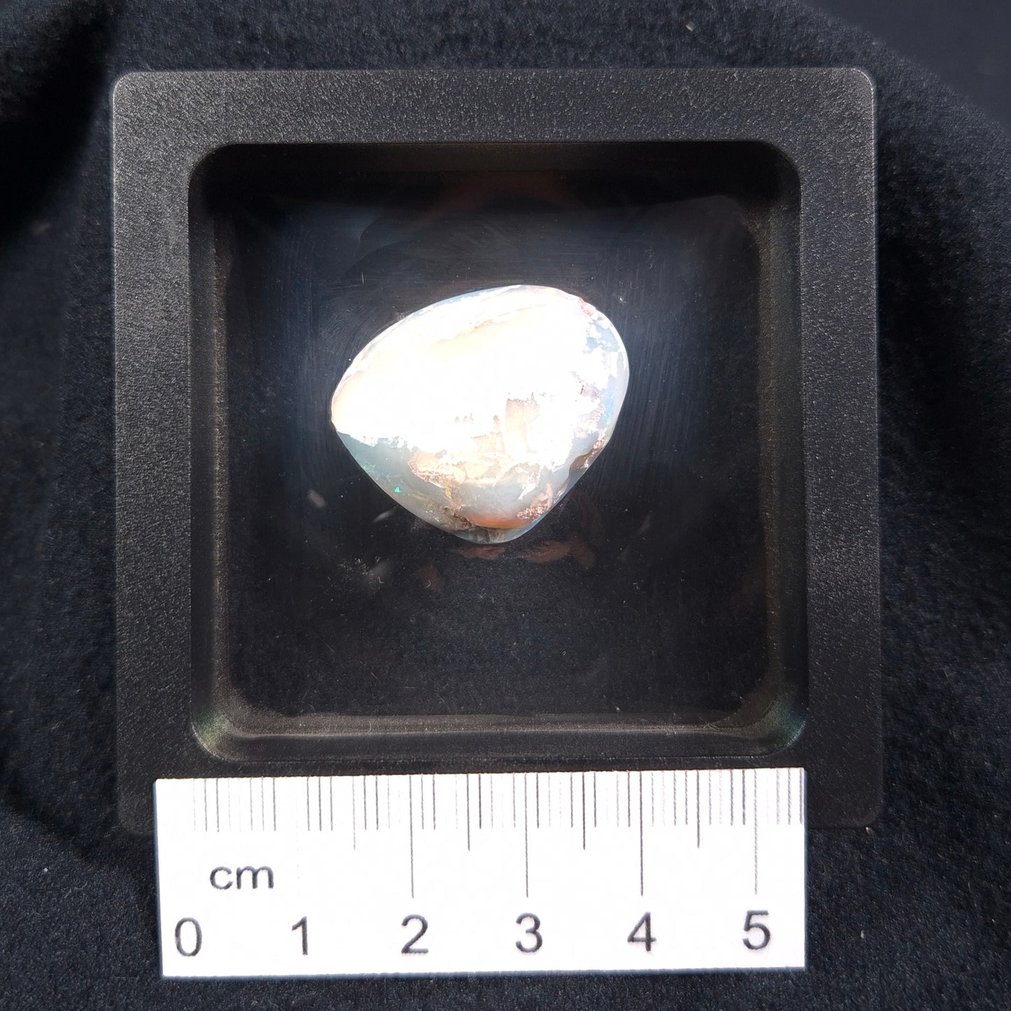 OPAL SHELL CYRENOPSIS sp. Cretaceous, Australia YOS004