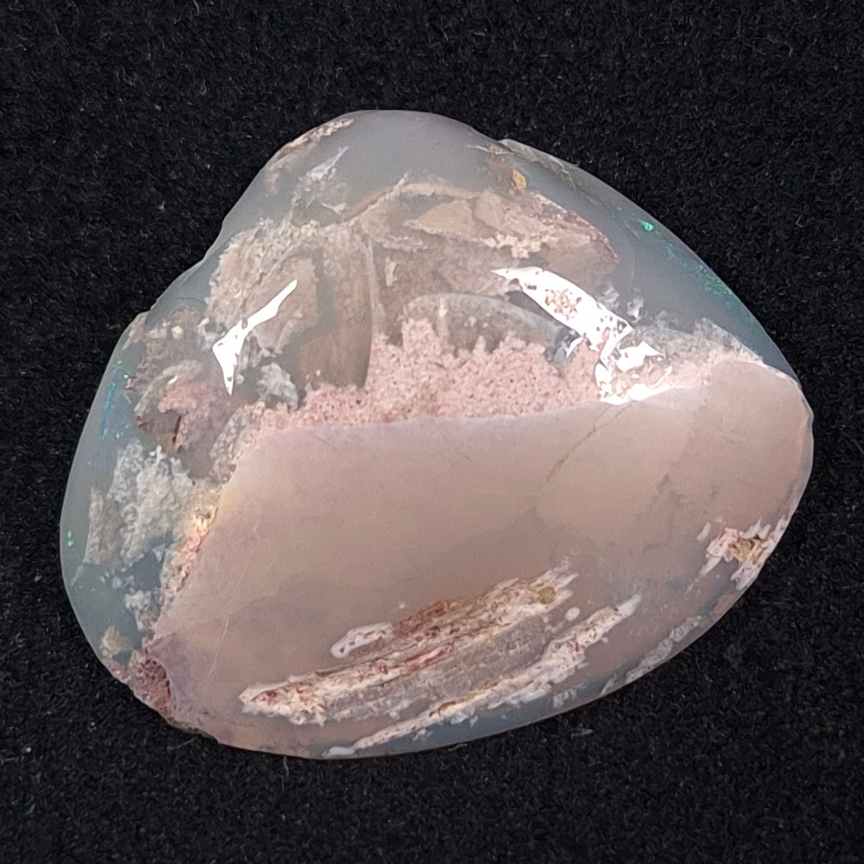 OPAL SHELL CYRENOPSIS sp. Cretaceous, Australia YOS004