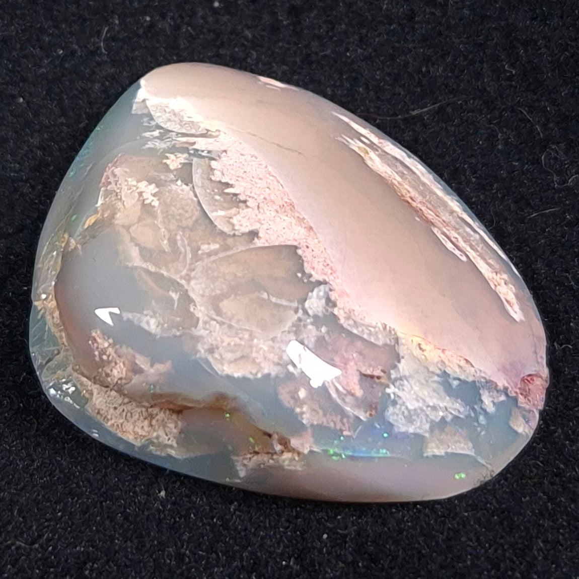 OPAL SHELL CYRENOPSIS sp. Cretaceous, Australia YOS004