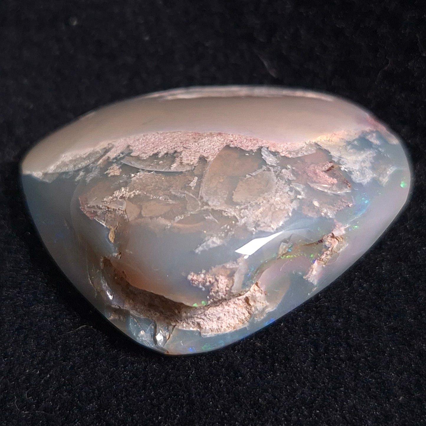 OPAL SHELL CYRENOPSIS sp. Cretaceous, Australia YOS004