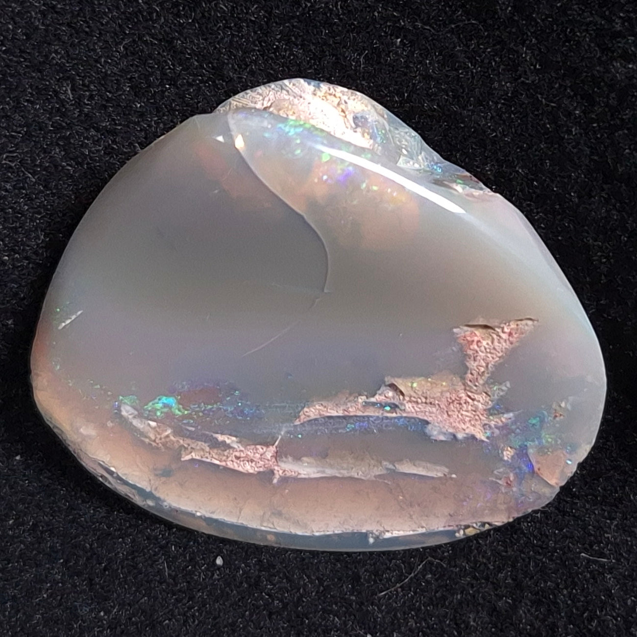 OPAL SHELL CYRENOPSIS sp. Cretaceous, Australia YOS004