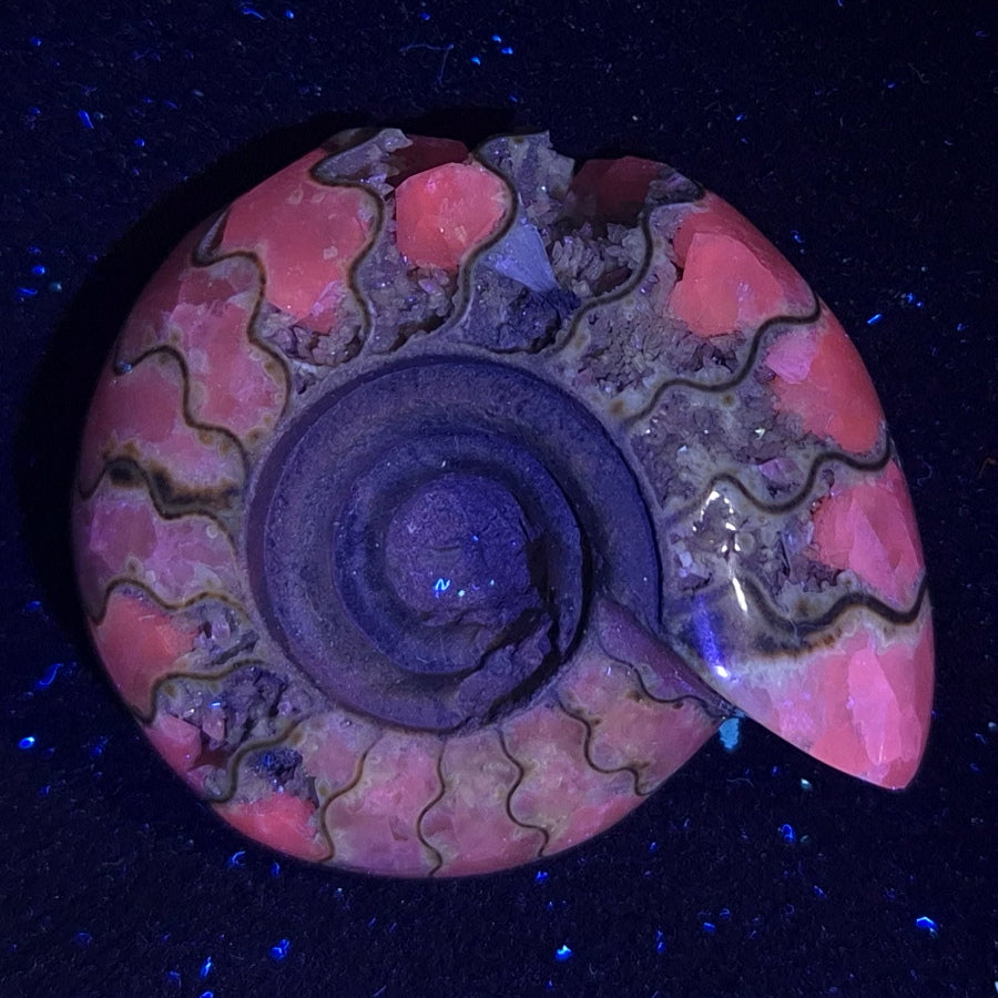 FLUORESCENT AMMONITE, East Timor XAT001