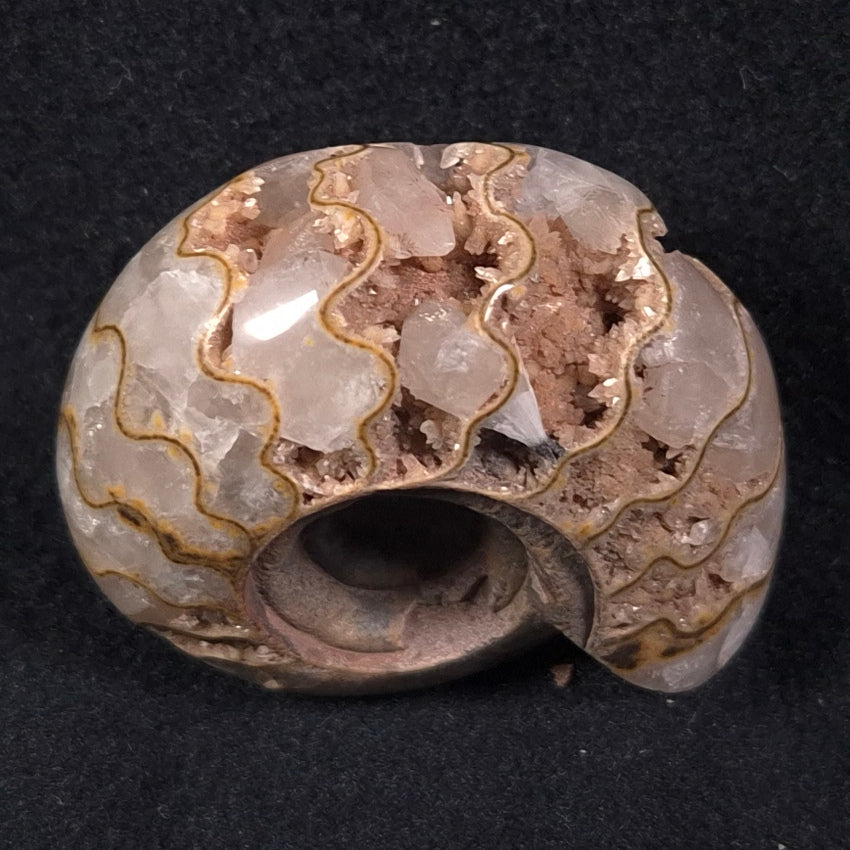 FLUORESCENT AMMONITE, East Timor XAT001