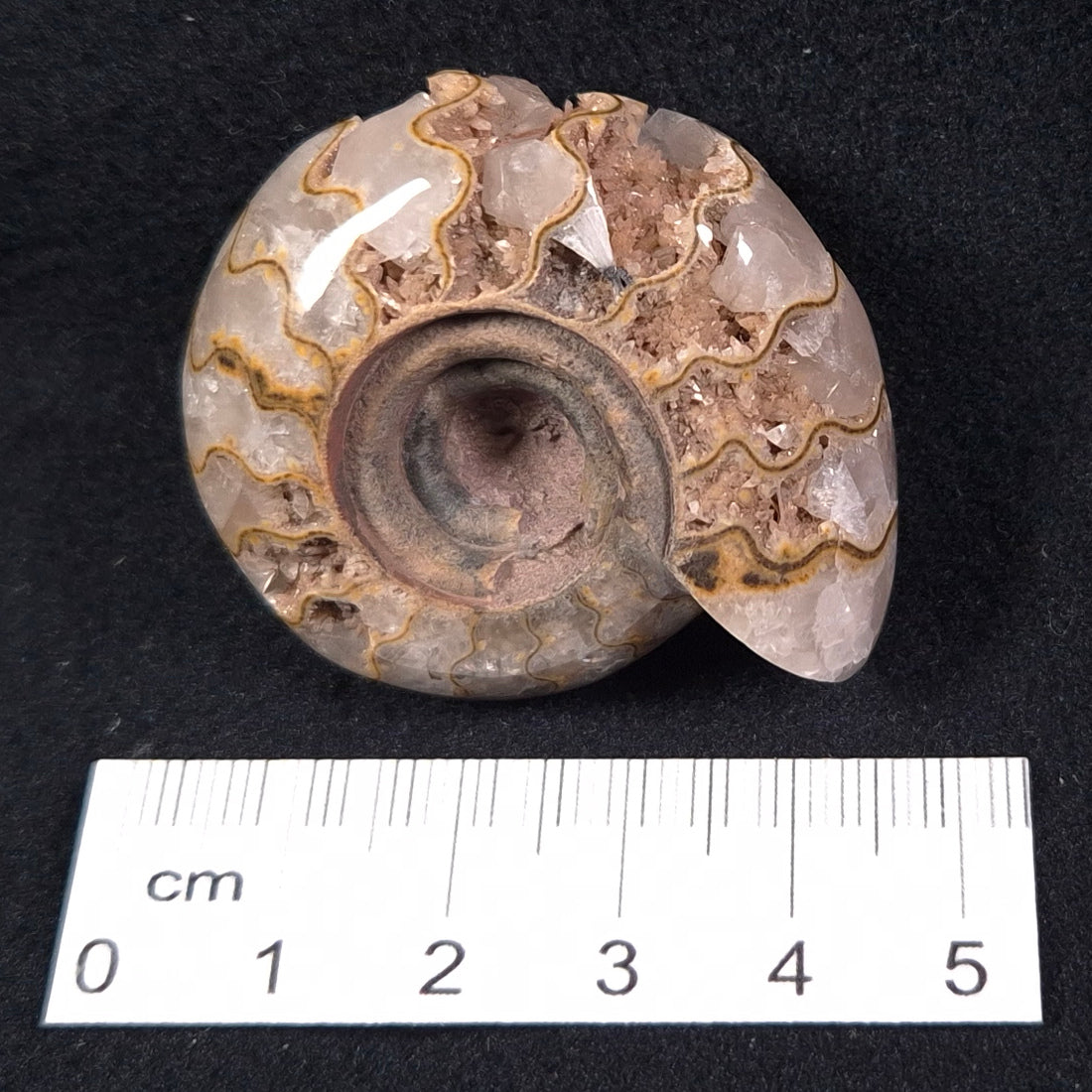 FLUORESCENT AMMONITE, East Timor XAT001