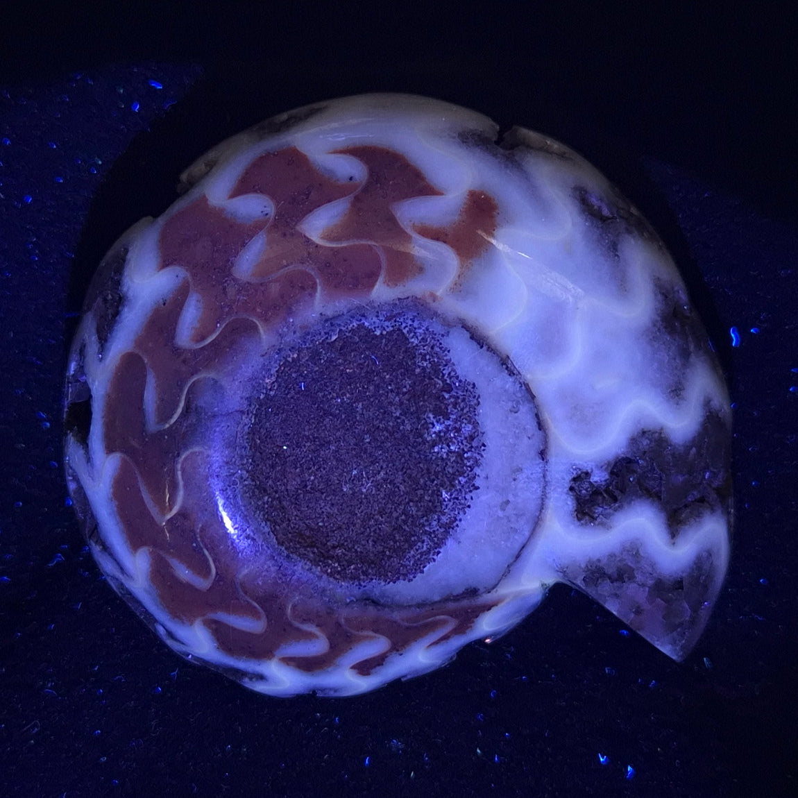 FLUORESCENT AMMONITE, East Timor XAT003