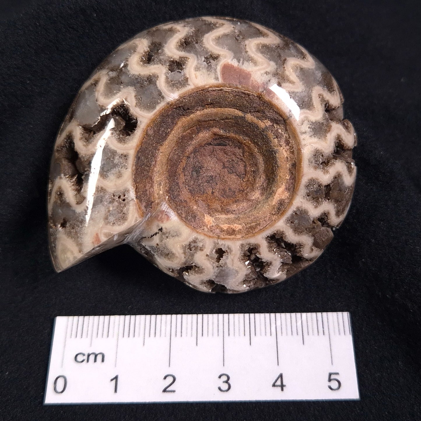 FLUORESCENT AMMONITE, East Timor XAT004