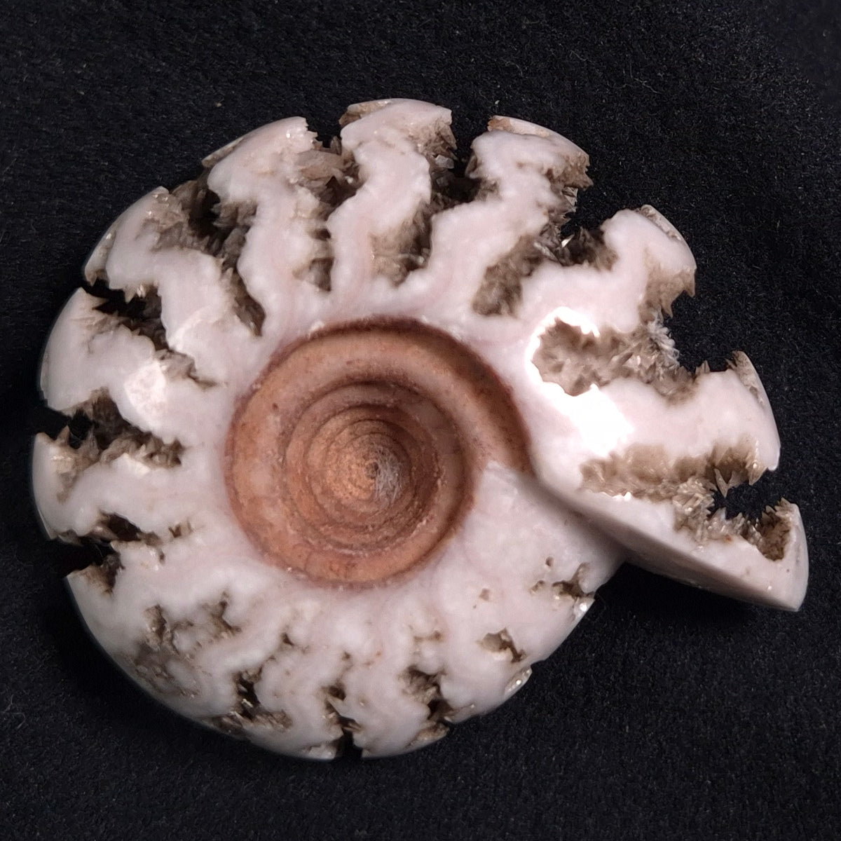 FLUORESCENT AMMONITE, East Timor XAT005