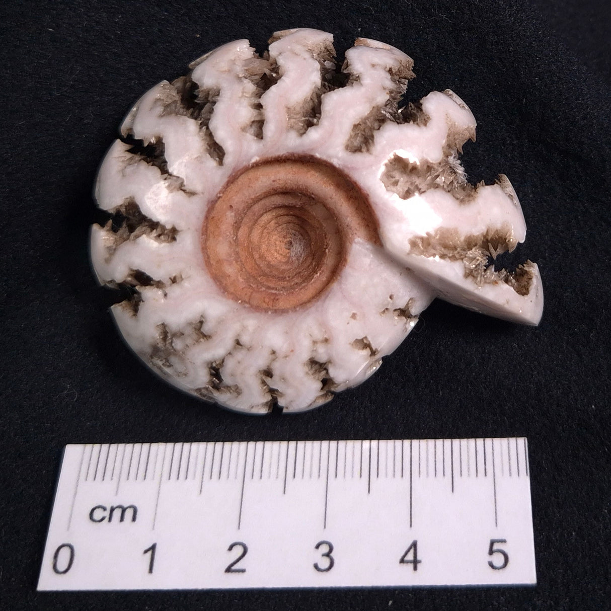 FLUORESCENT AMMONITE, East Timor XAT005