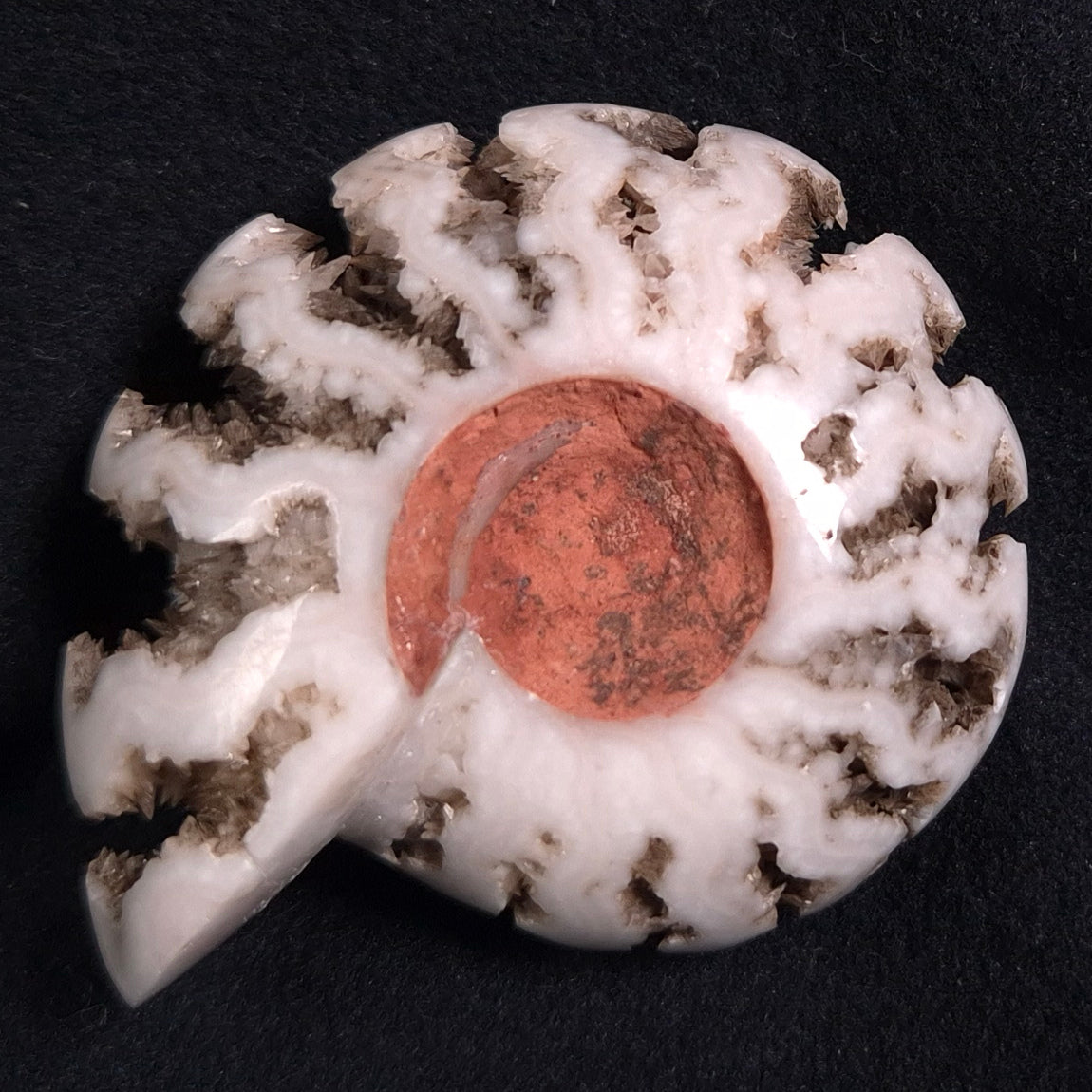 FLUORESCENT AMMONITE, East Timor XAT005