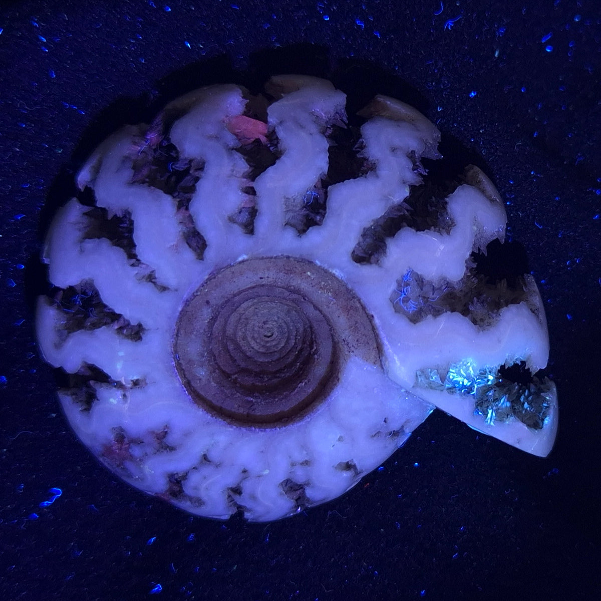 FLUORESCENT AMMONITE, East Timor XAT005