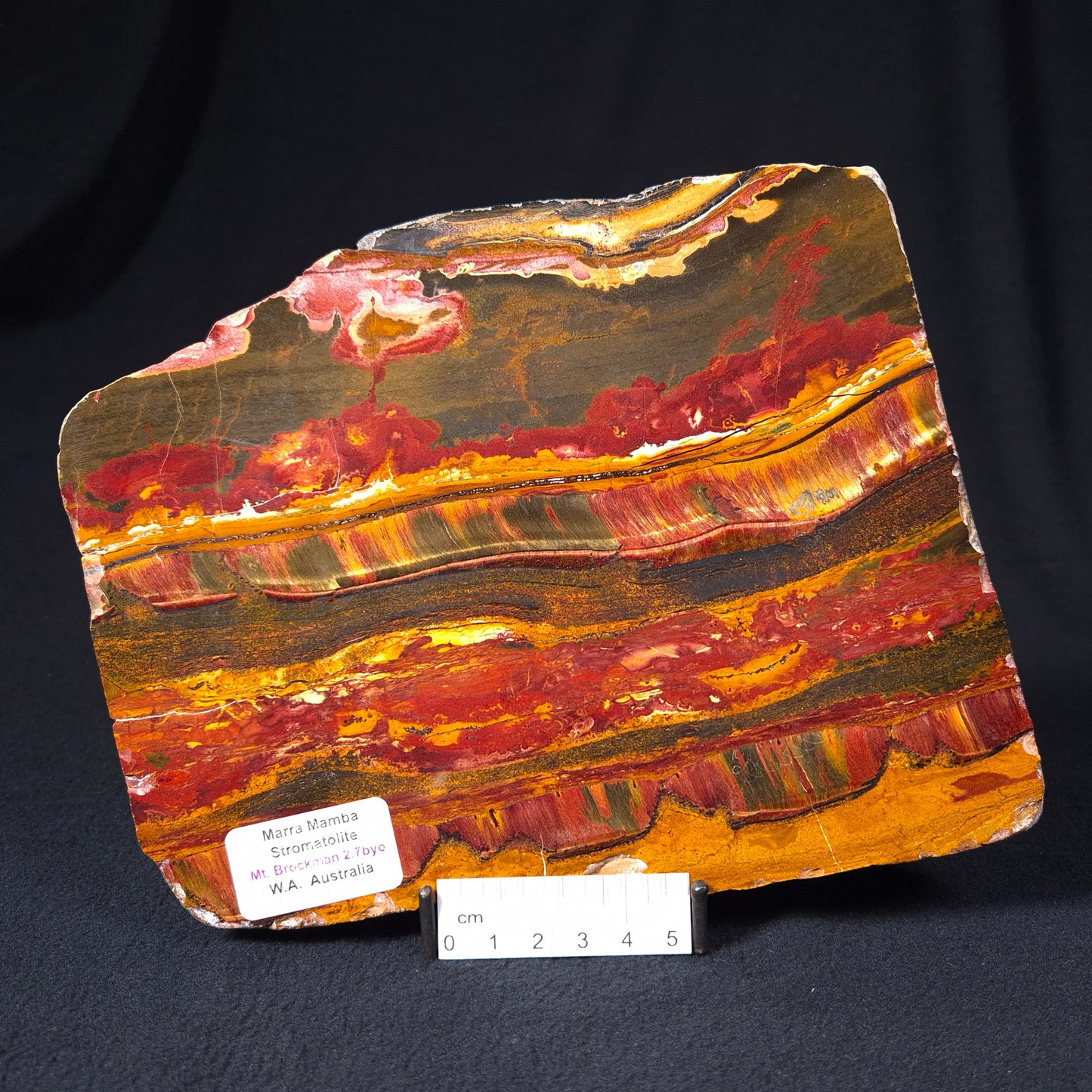 MARRA MAMBA TIGER EYE STROMATOLITE, Archean, Australia YSC057
