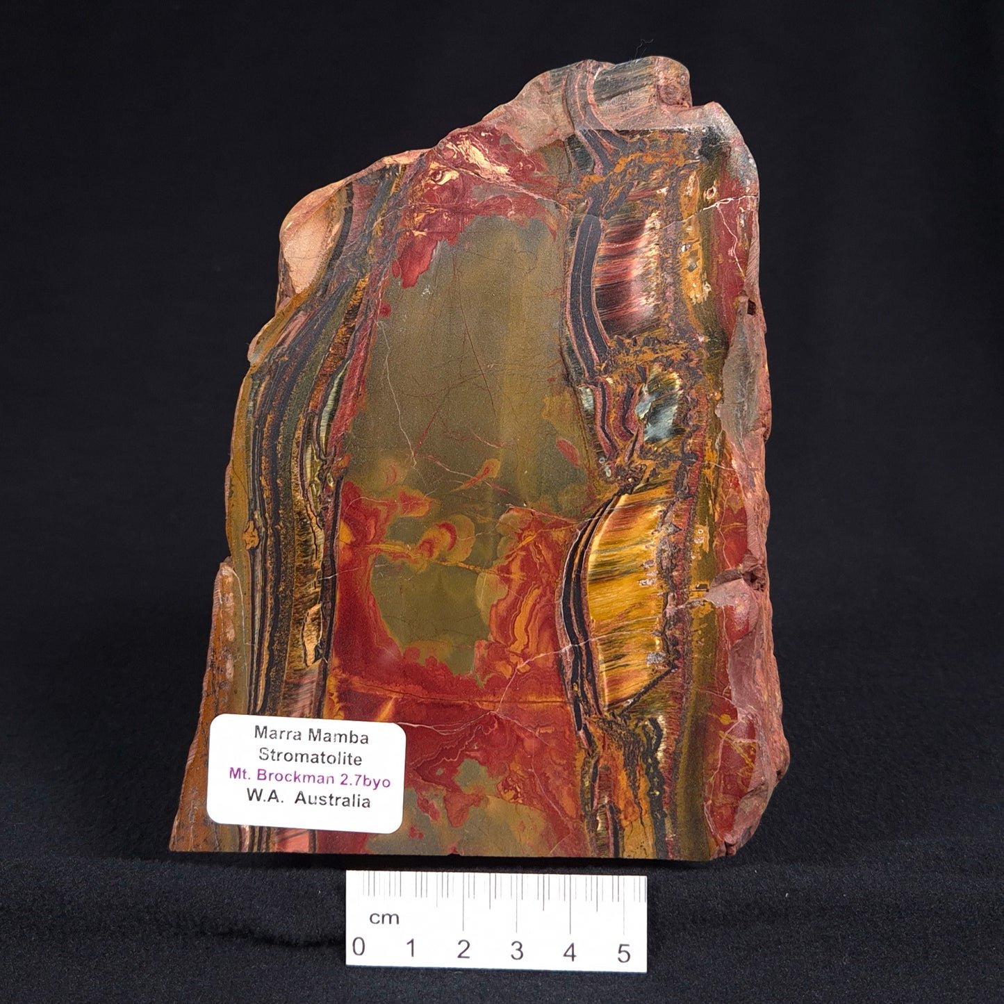 MARRA MAMBA TIGER EYE STROMATOLITE, Archean, Australia YSC059