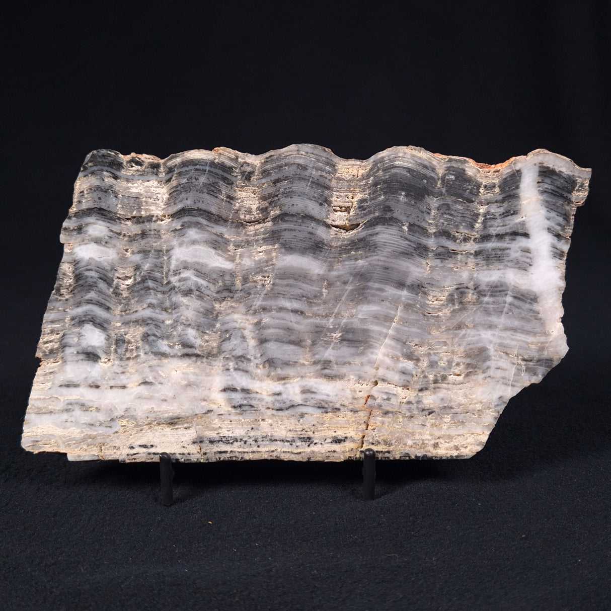 MOUNT MCGRATH STROMATOLITE, Lower Proterozoic, Australia ZMG008
