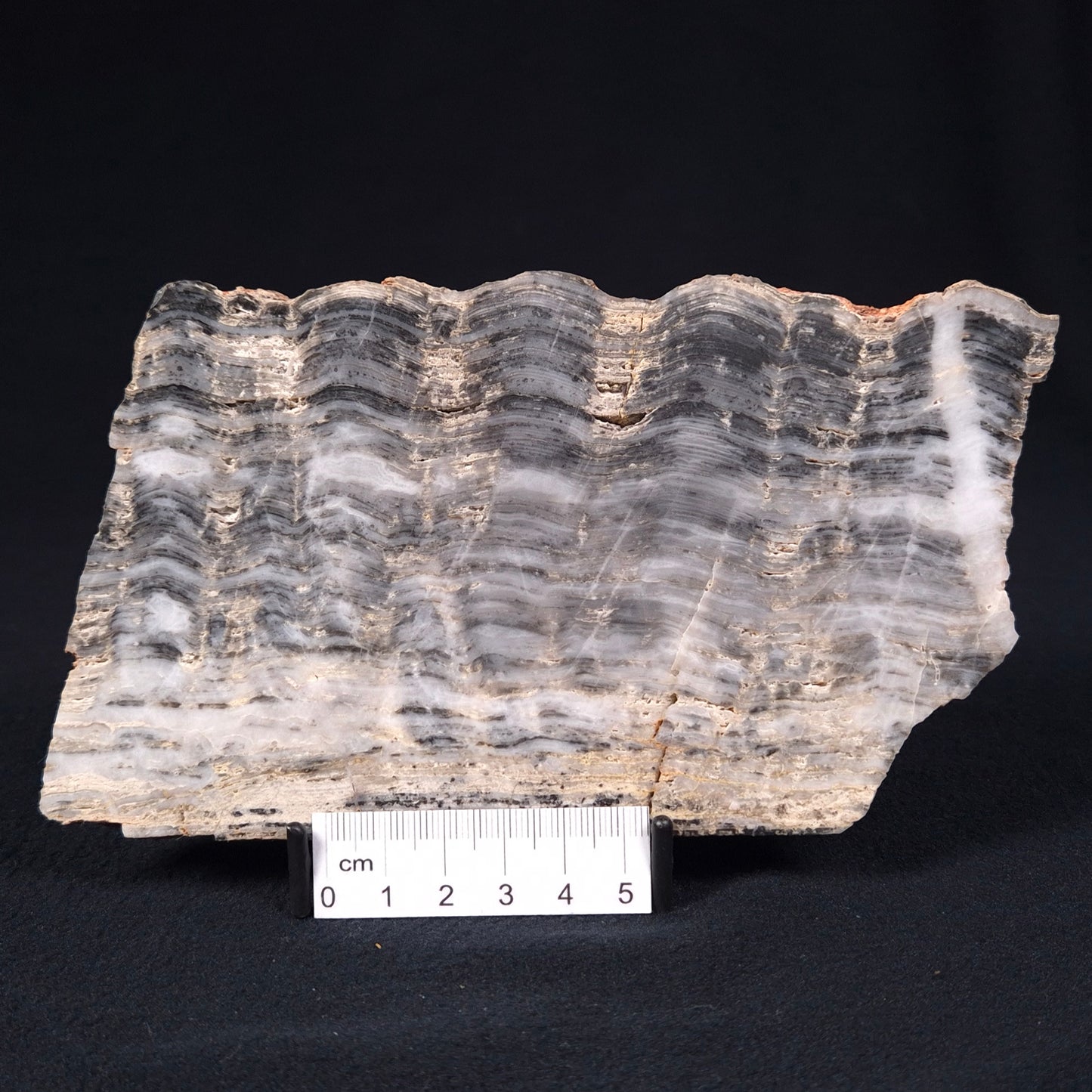 MOUNT MCGRATH STROMATOLITE, Lower Proterozoic, Australia ZMG008