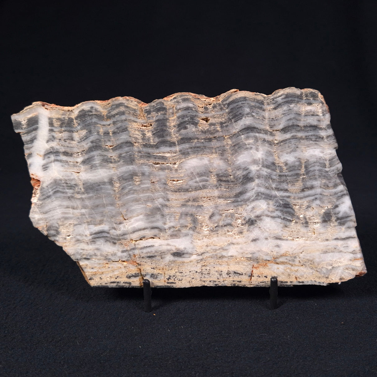 MOUNT MCGRATH STROMATOLITE, Lower Proterozoic, Australia ZMG008