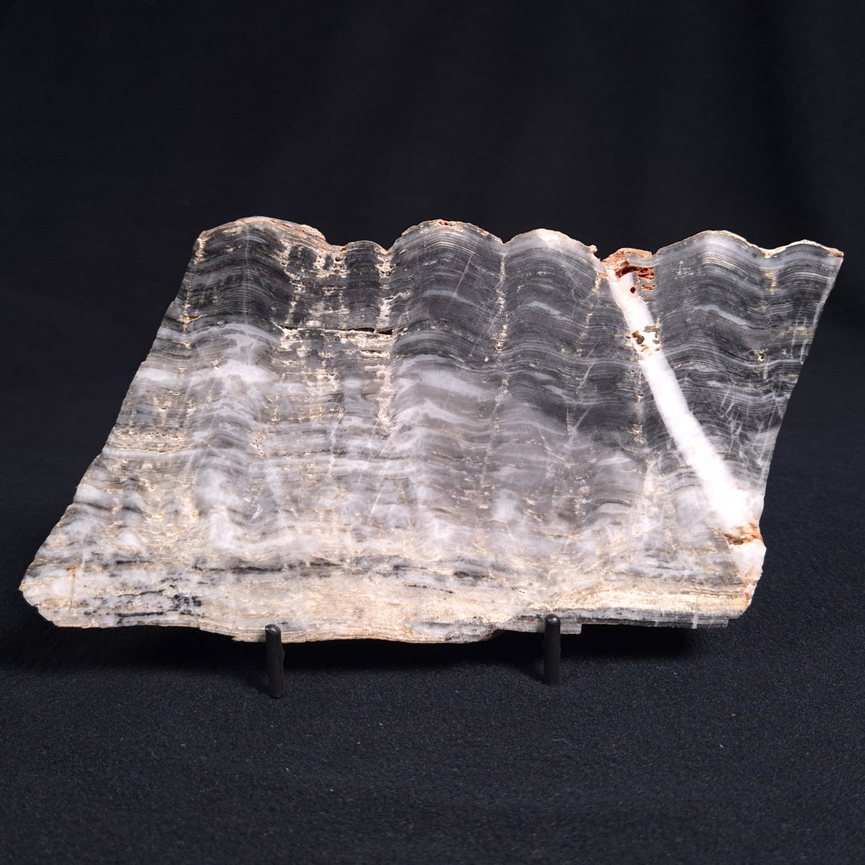 MOUNT MCGRATH STROMATOLITE, Lower Proterozoic, Australia ZMG009