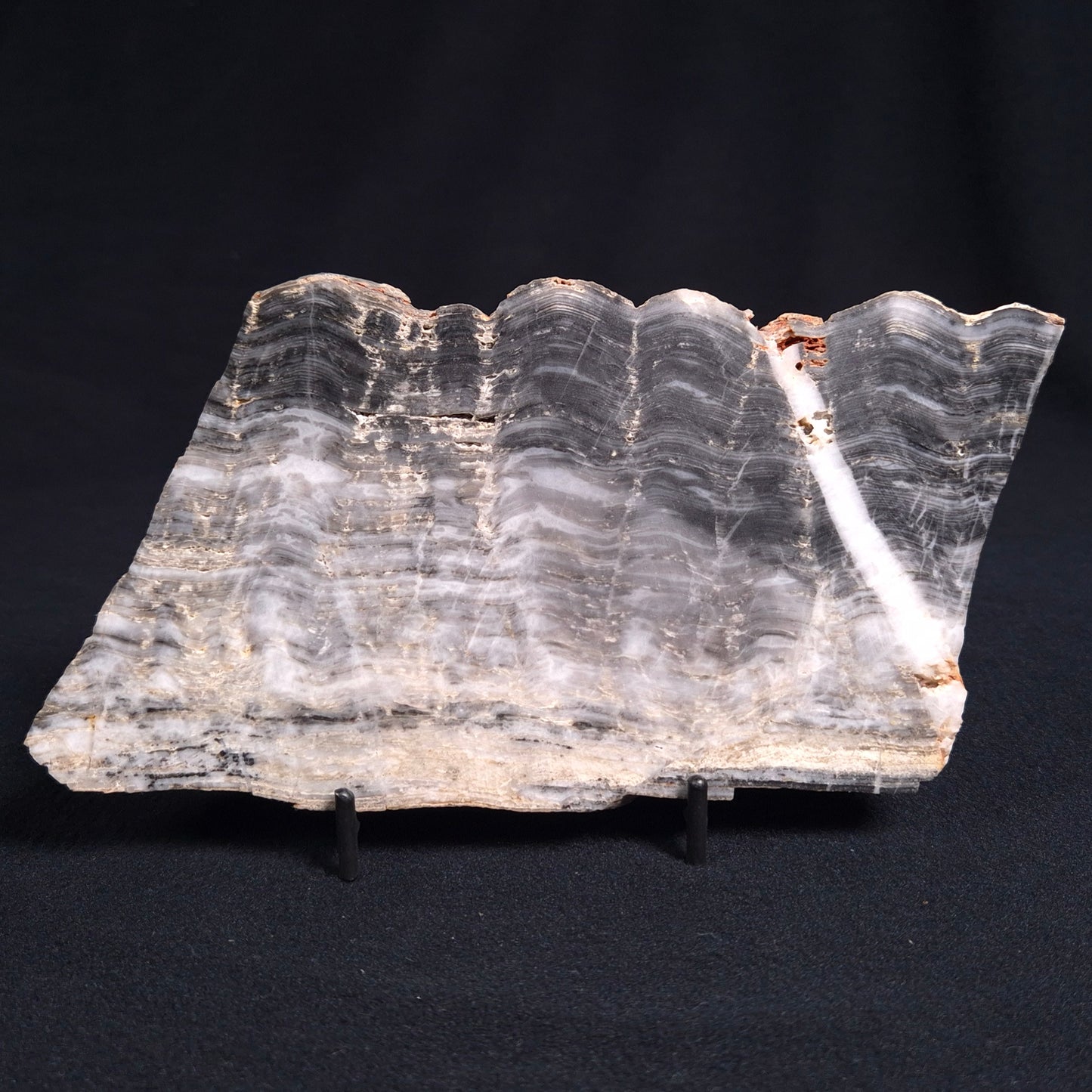 MOUNT MCGRATH STROMATOLITE, Lower Proterozoic, Australia ZMG009