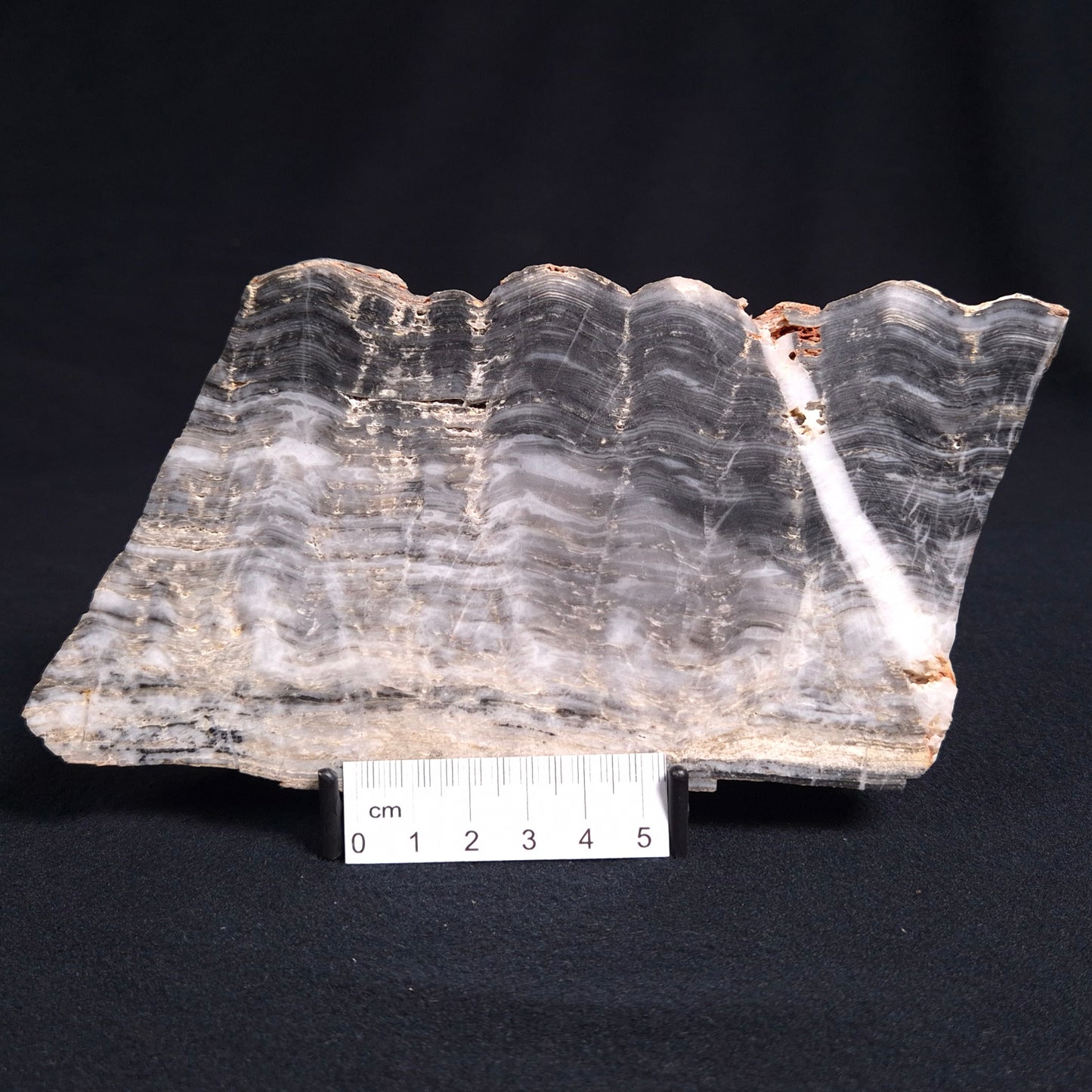 MOUNT MCGRATH STROMATOLITE, Lower Proterozoic, Australia ZMG009