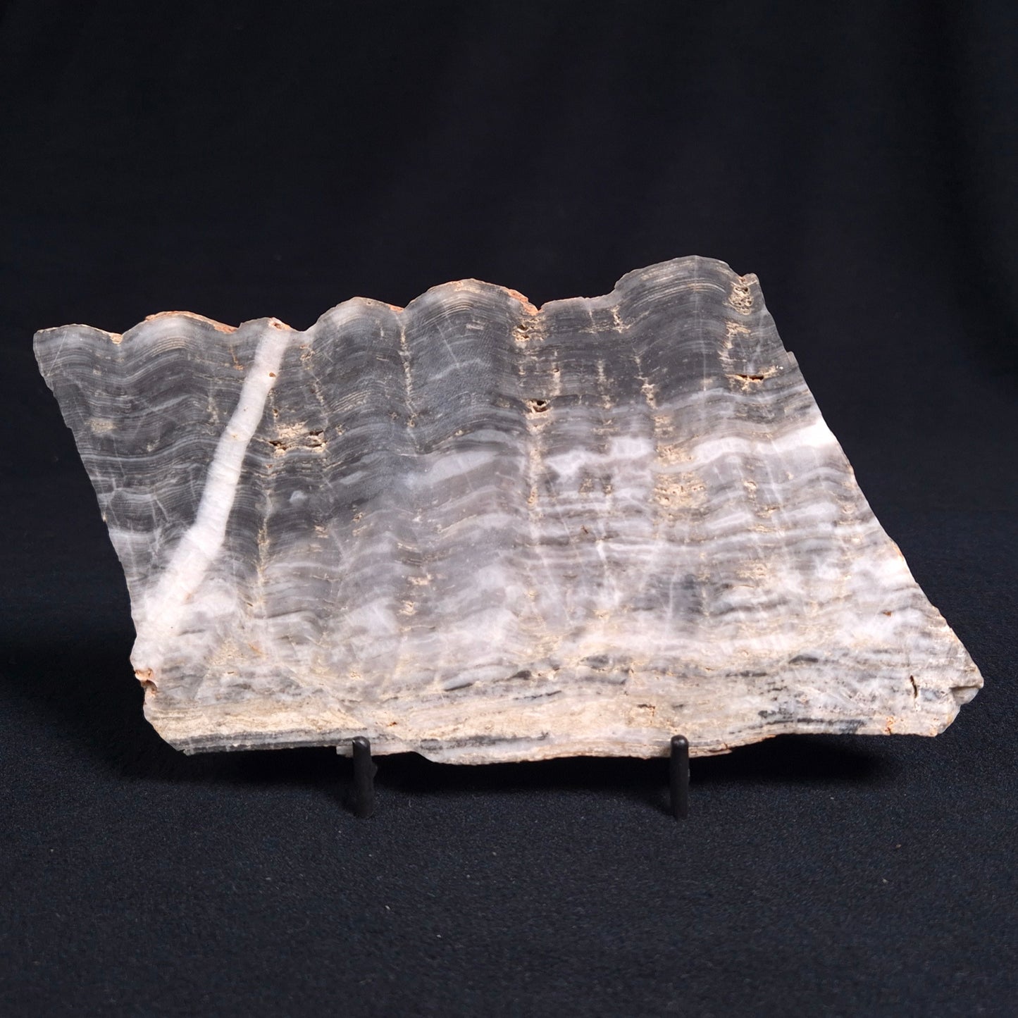 MOUNT MCGRATH STROMATOLITE, Lower Proterozoic, Australia ZMG009