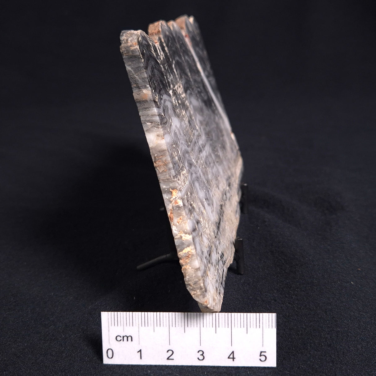 MOUNT MCGRATH STROMATOLITE, Lower Proterozoic, Australia ZMG009