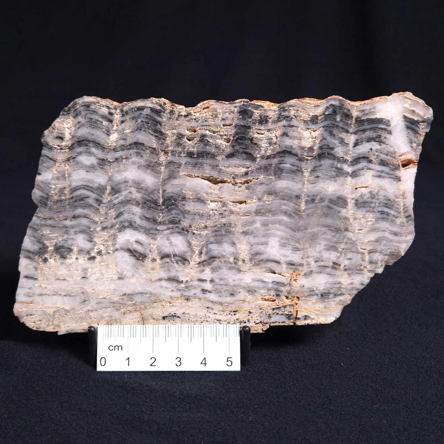 MOUNT MCGRATH STROMATOLITE, Lower Proterozoic, Australia ZMG010