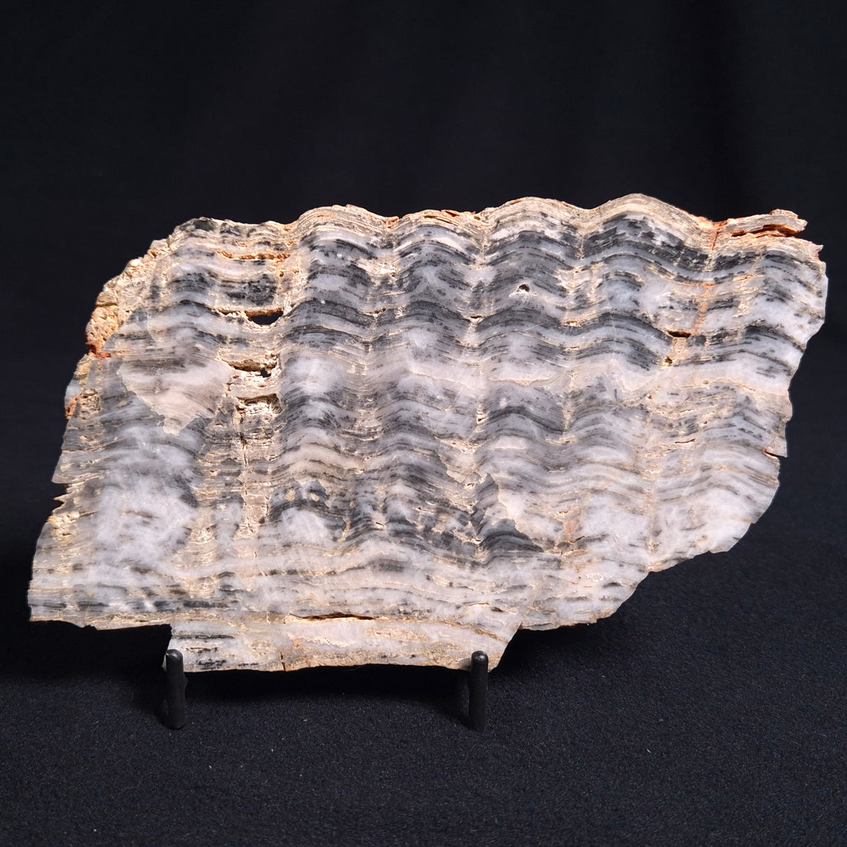 MOUNT MCGRATH STROMATOLITE, Lower Proterozoic, Australia ZMG011