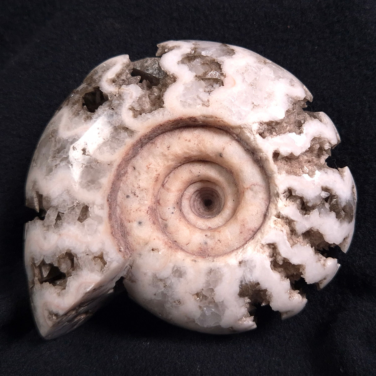 FLUORESCENT AMMONITE, East Timor XAT006