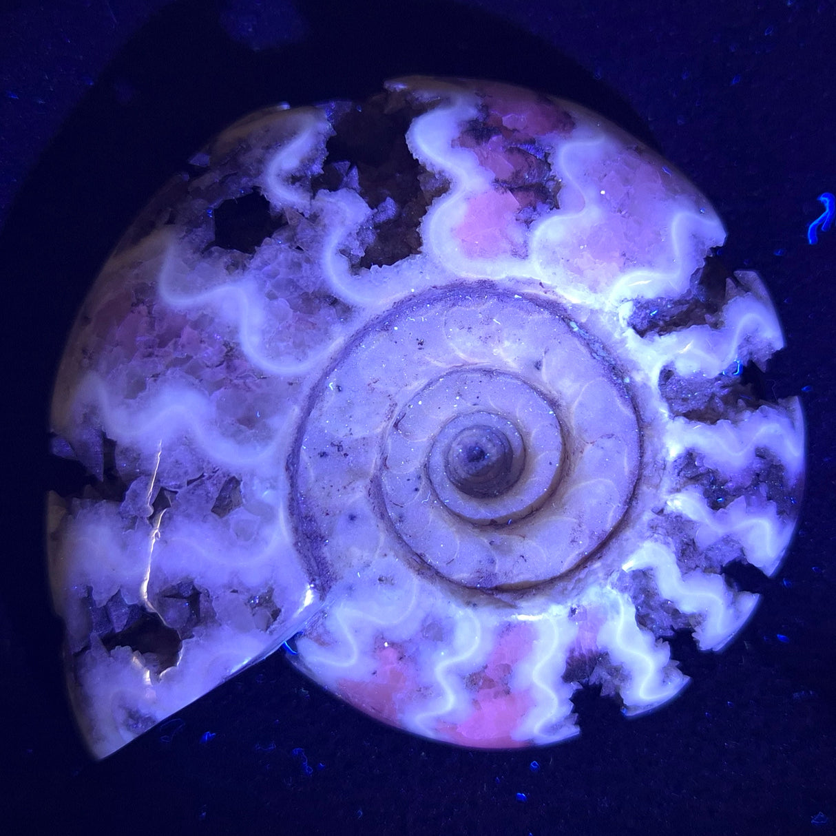 FLUORESCENT AMMONITE, East Timor XAT006