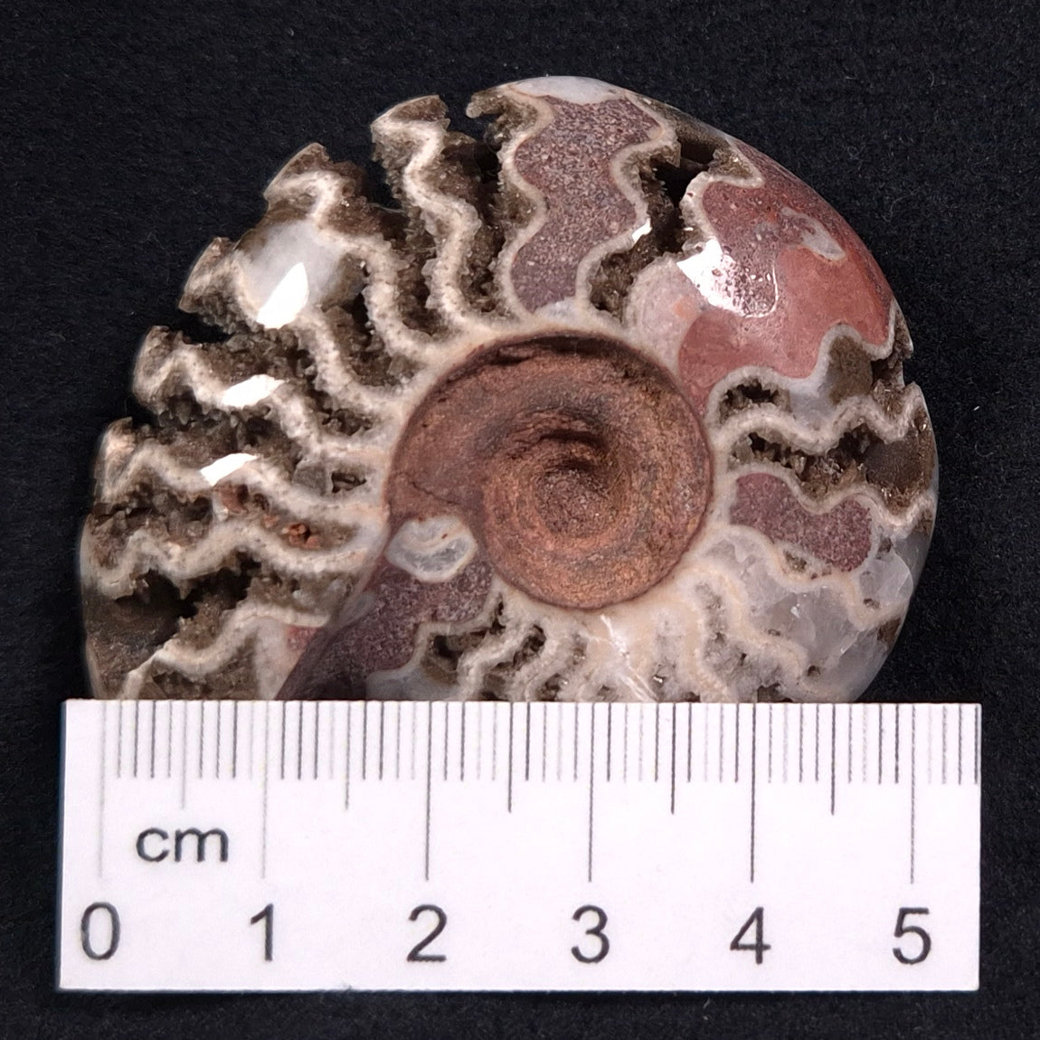 FLUORESCENT AMMONITE, East Timor XAT007