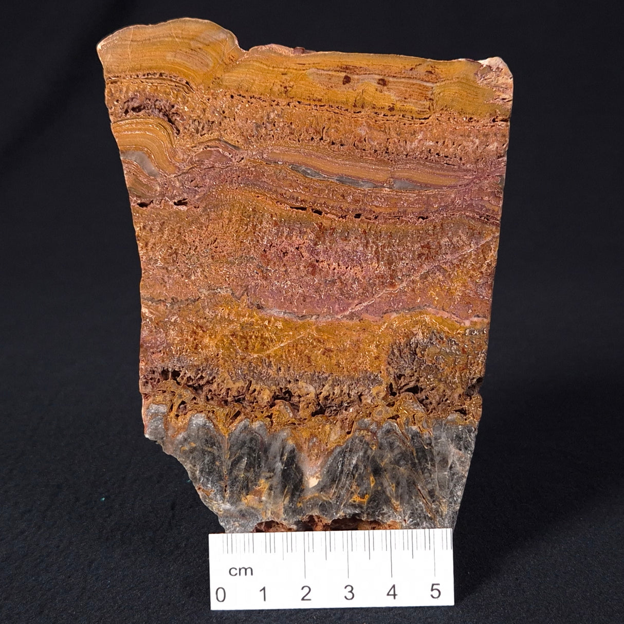 STROMATOLITE MICROBIAL MAT, Archean, Dresser Formation, Australia ZDF013