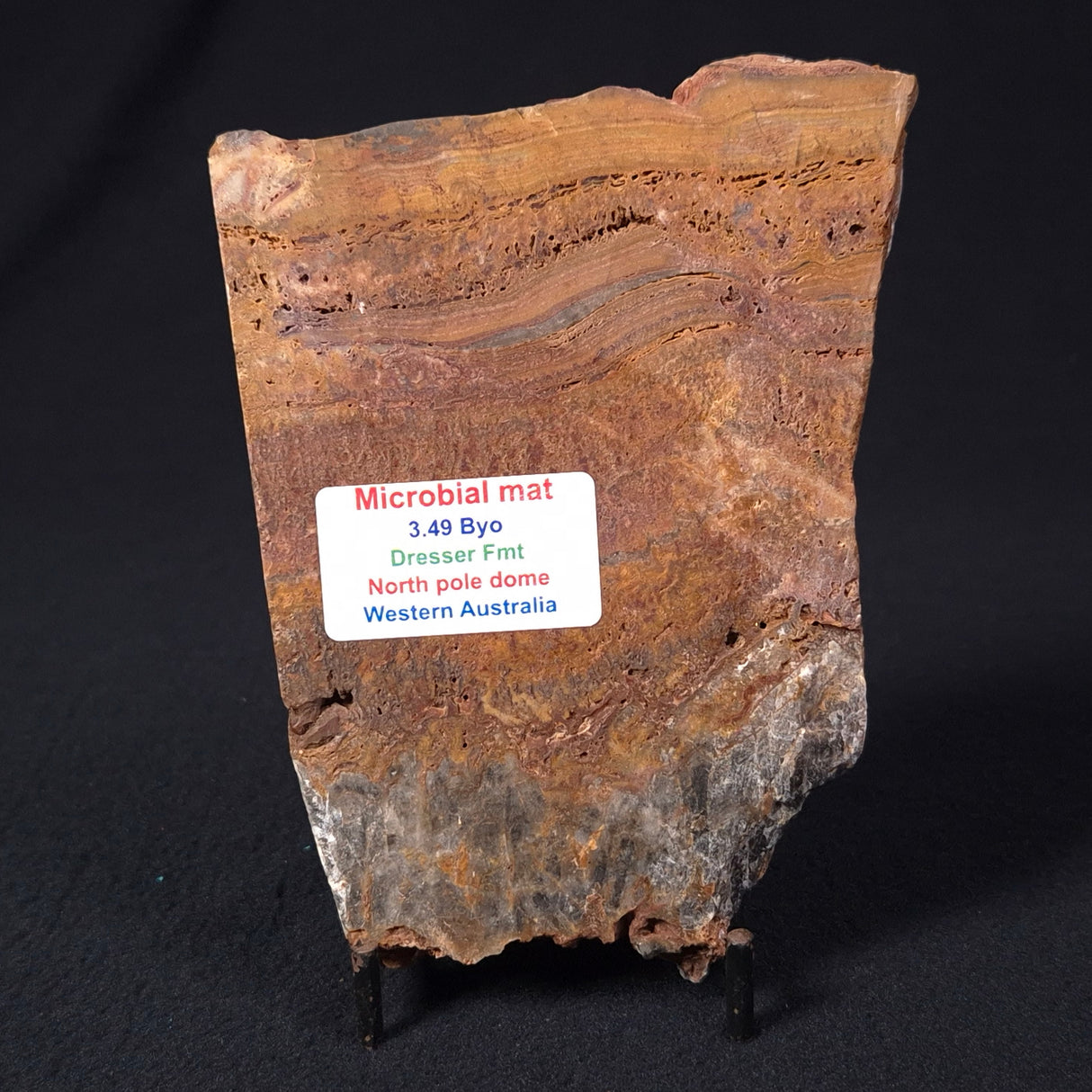 STROMATOLITE MICROBIAL MAT, Archean, Dresser Formation, Australia ZDF013