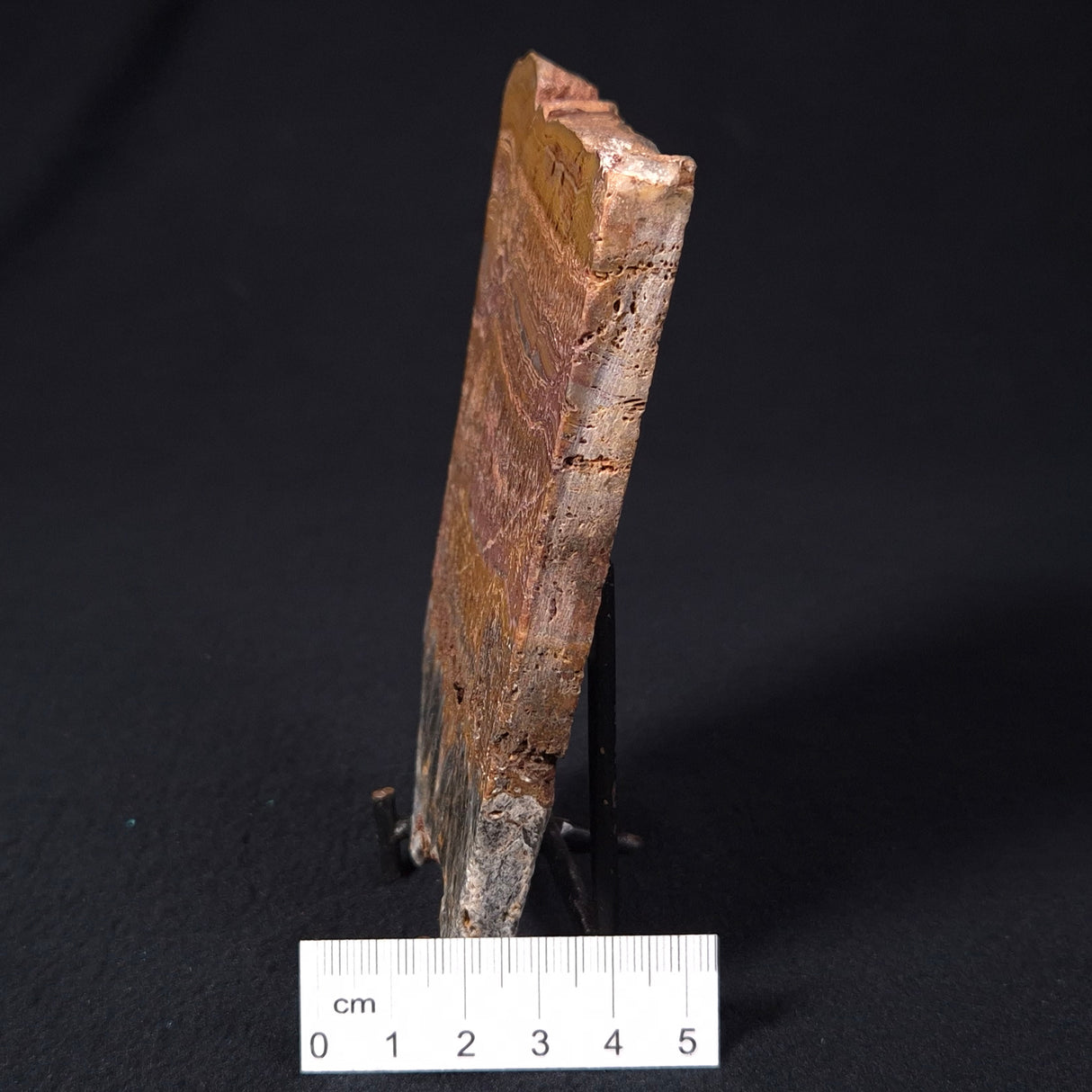 STROMATOLITE MICROBIAL MAT, Archean, Dresser Formation, Australia ZDF013