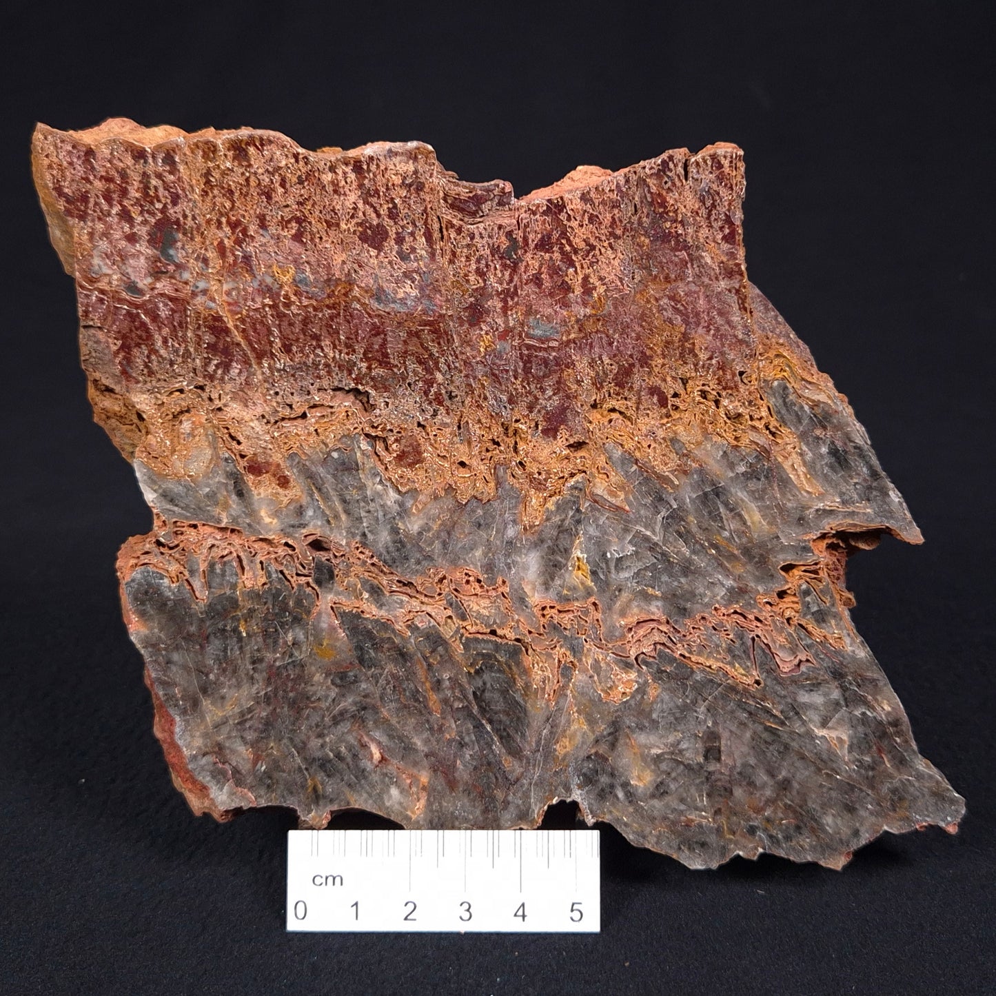STROMATOLITE MICROBIAL MAT, Archean, Dresser Formation, Australia ZDF016
