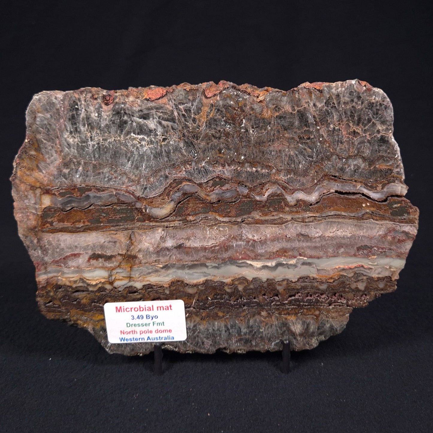 STROMATOLITE MICROBIAL MAT, Archean, Dresser Formation, Australia ZDF017